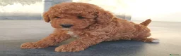 Caniche Toy perros en venta: Caniche toy  - Anuncio 4