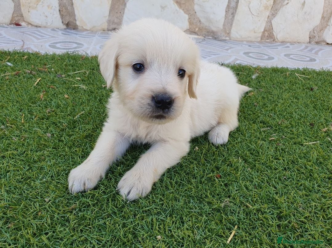 Golden Retriever perros Golden Retriever Belleza - Anuncio 1