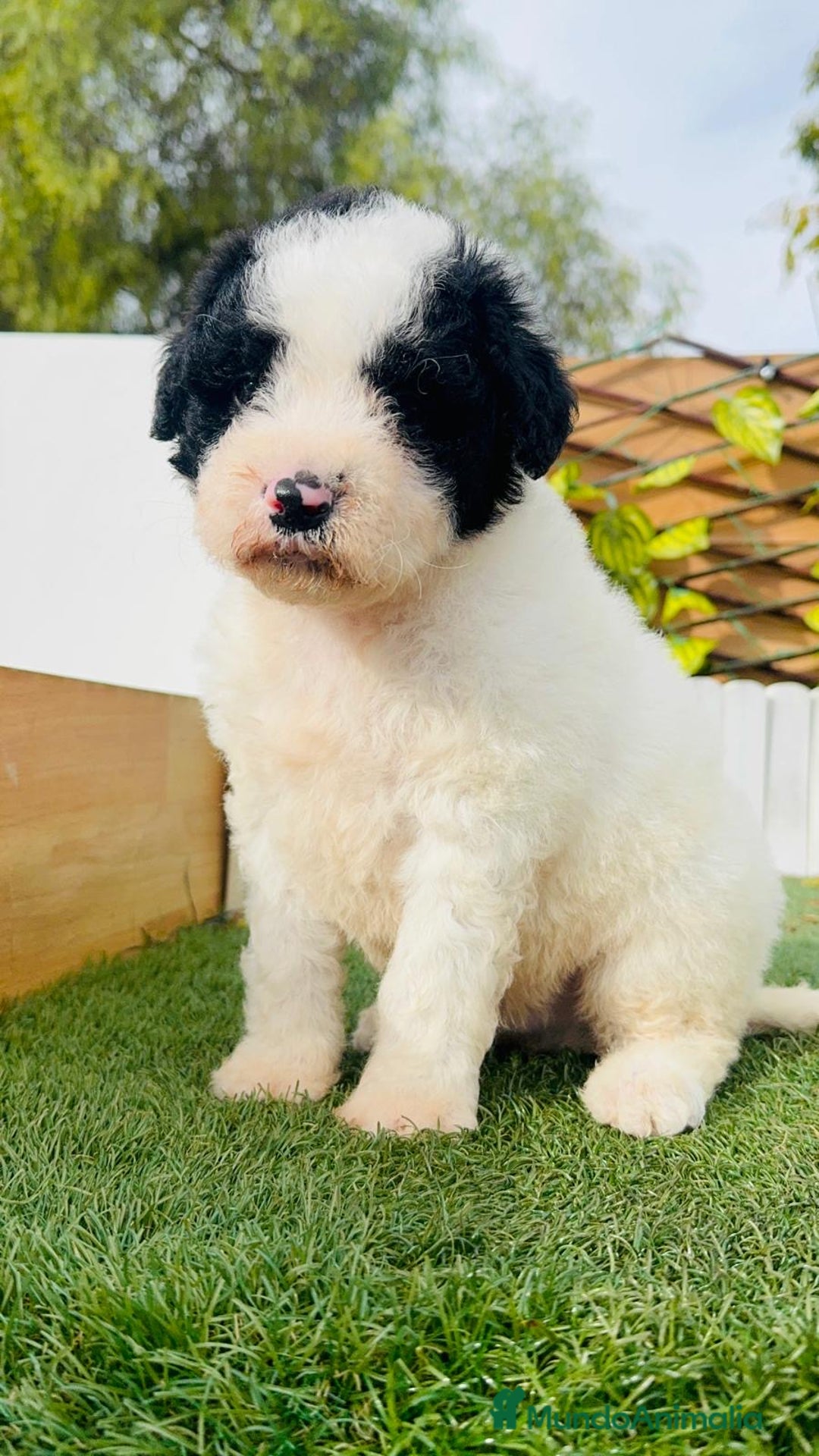 Perro de Agua Español perros en venta: PERRO DE AGUA ESPAÑOL - Anuncio 8