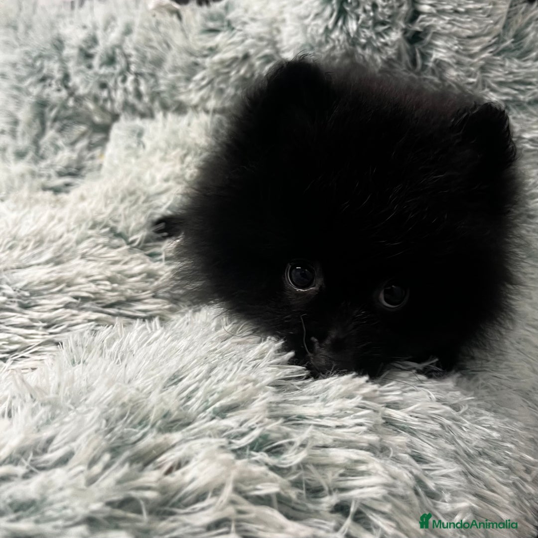 Pomerania perros en venta: Pomerania  - Anuncio 7