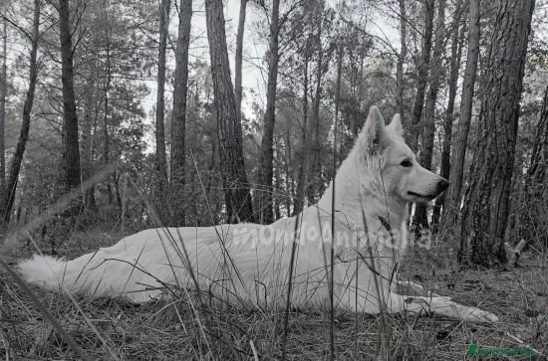 Imagen de galería {{count}}