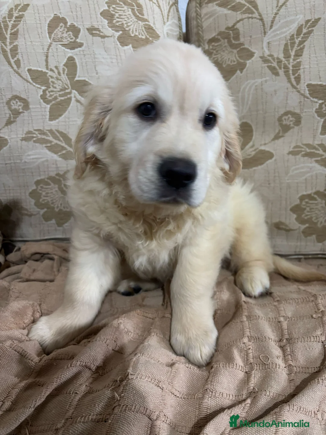 Golden Retriever perros en venta: Golden Retriever cachorros primeras líneas  - Anuncio 3