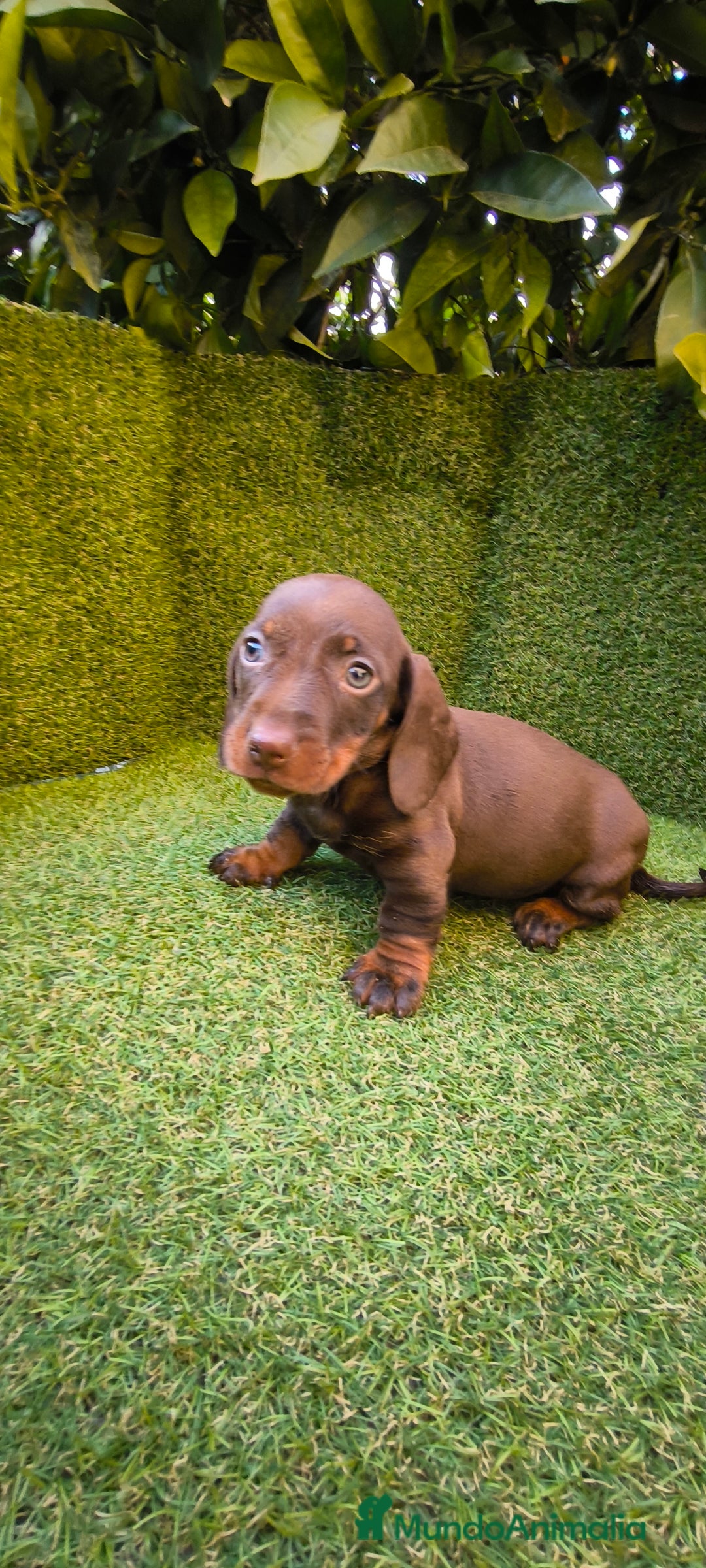 Teckel Miniatura perros en venta: camada de teckel miniatura varios colores  - Anuncio 8