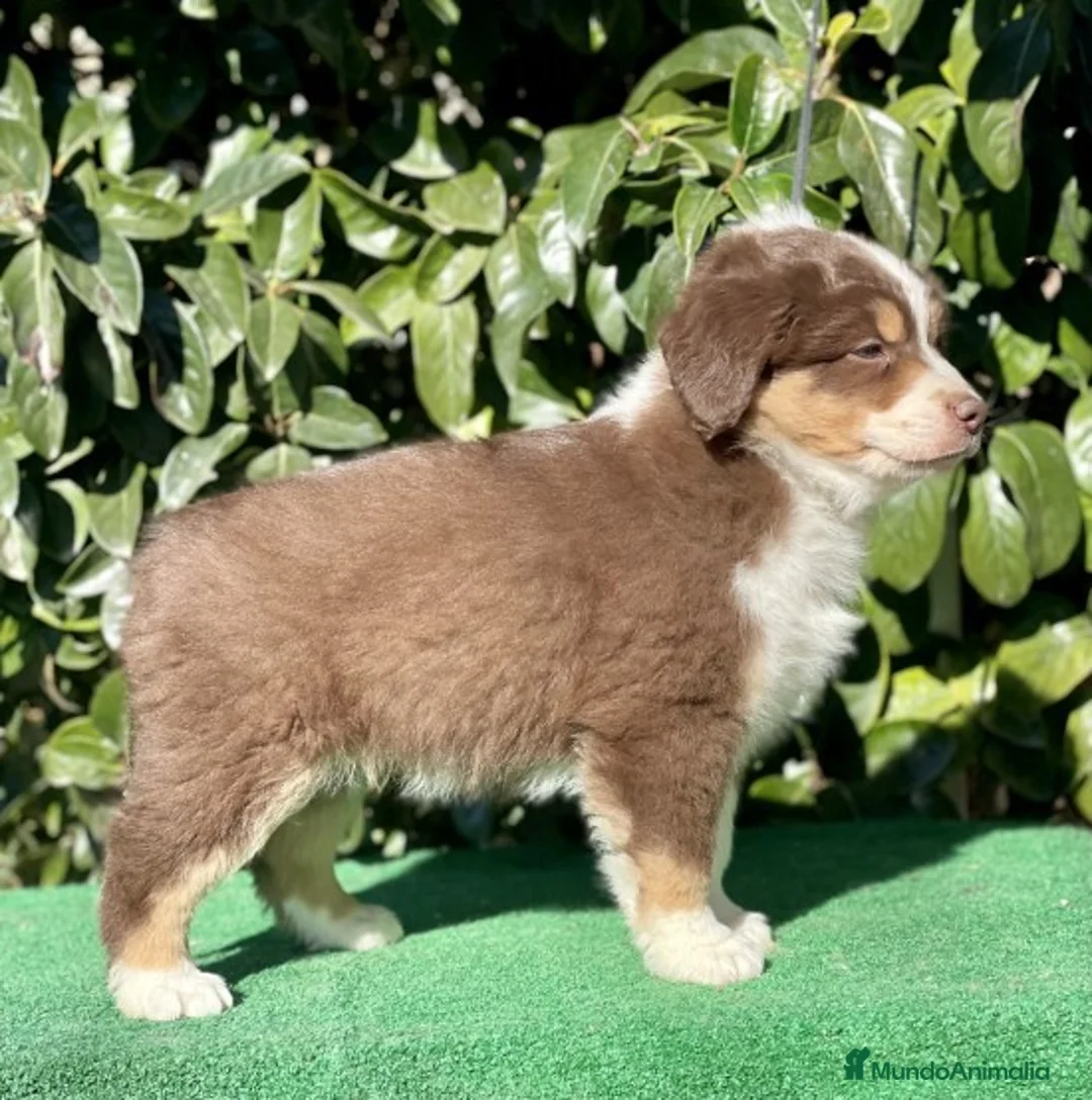 Imagen de galería {{count}}