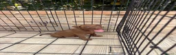 American Pit Bull Terrier perros en venta: Cachorro pitbull - Anuncio 2