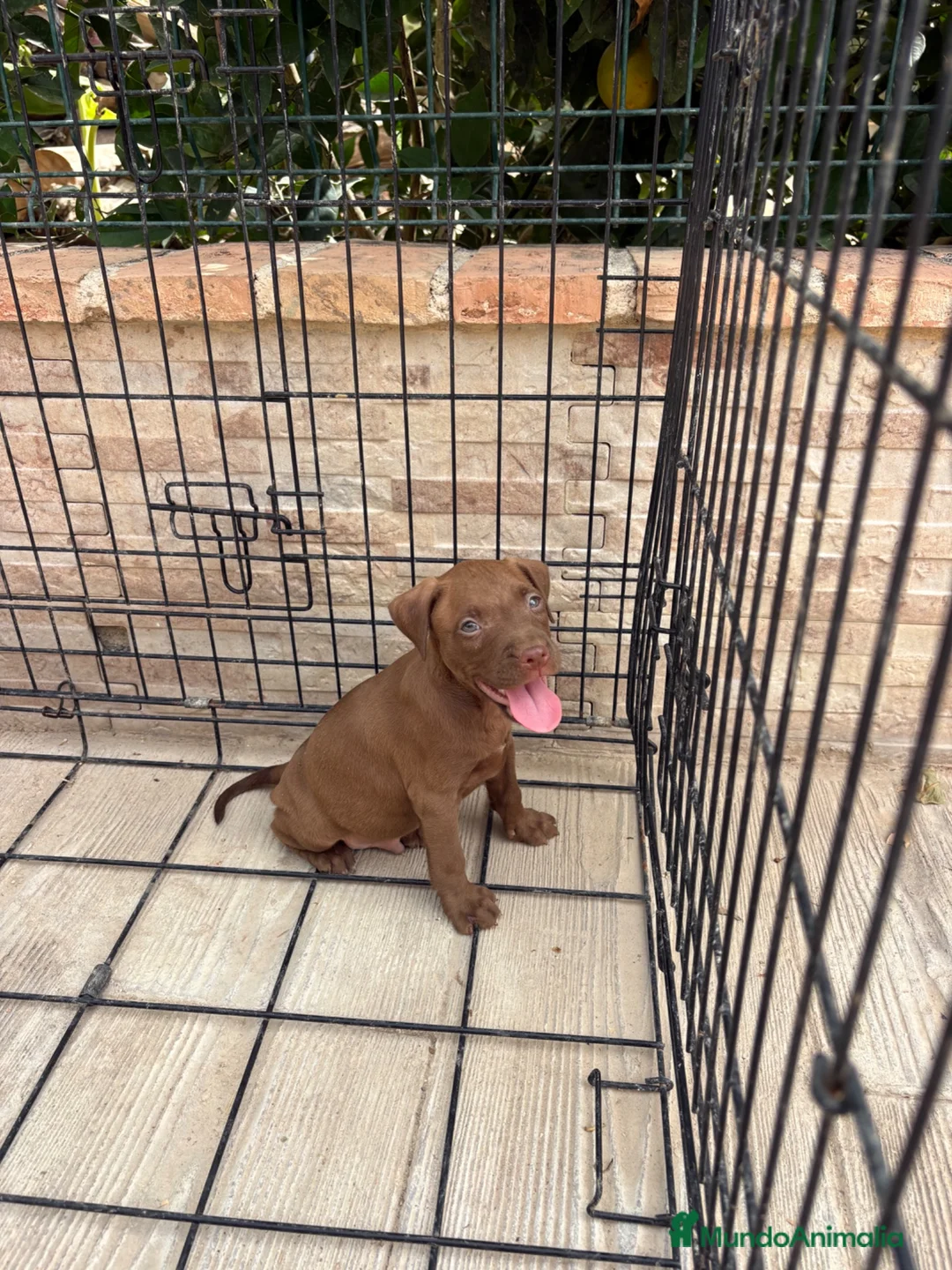American Pit Bull Terrier perros en venta: Cachorro pitbull - Anuncio 2