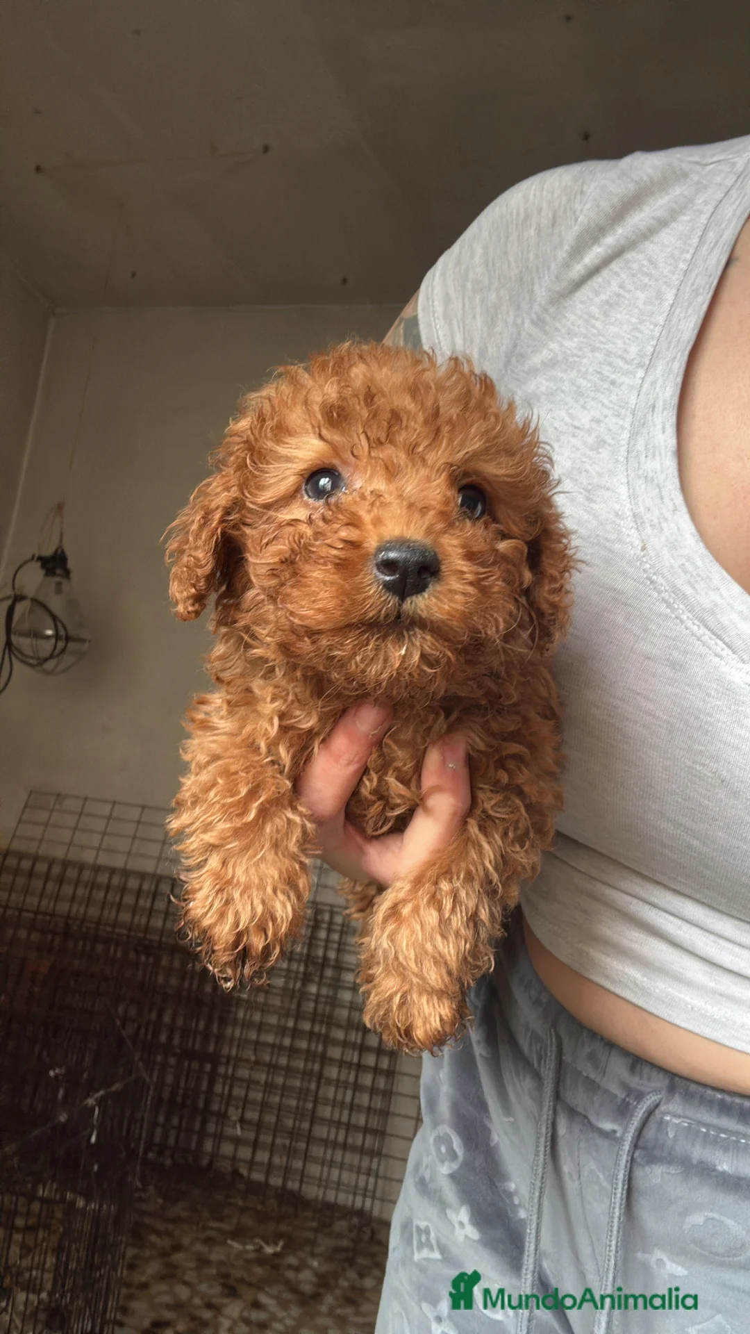 Caniche Toy perros en venta: Caniche toy - Anuncio 1