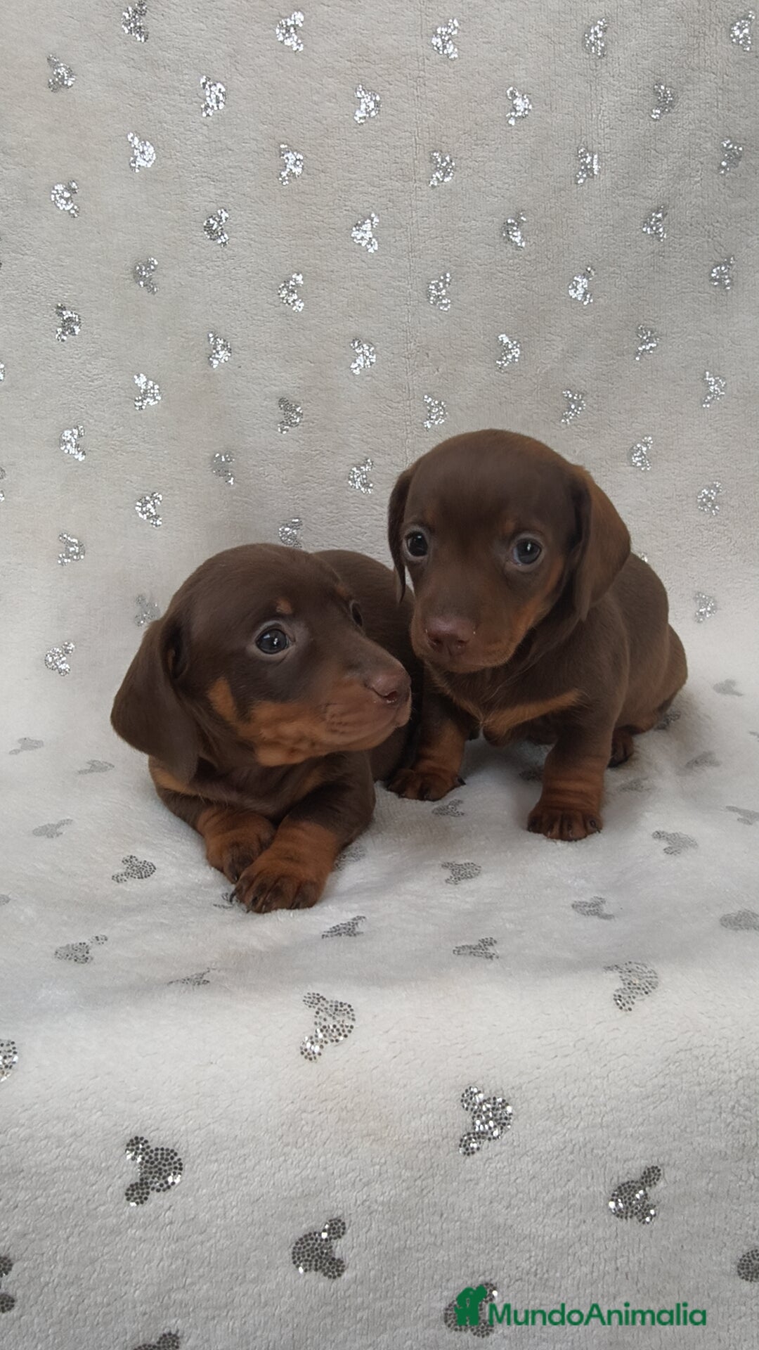 Teckel Miniatura perros en venta: Teckel Kanichen chocolate y mini pielbad  - Imagen 2