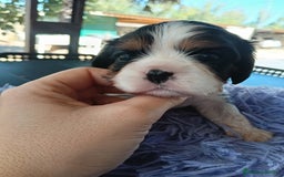 Cavalier King Charles Spaniel perros en venta: Cachorros Cavalier King Charles de alta calidad - Imagen 2