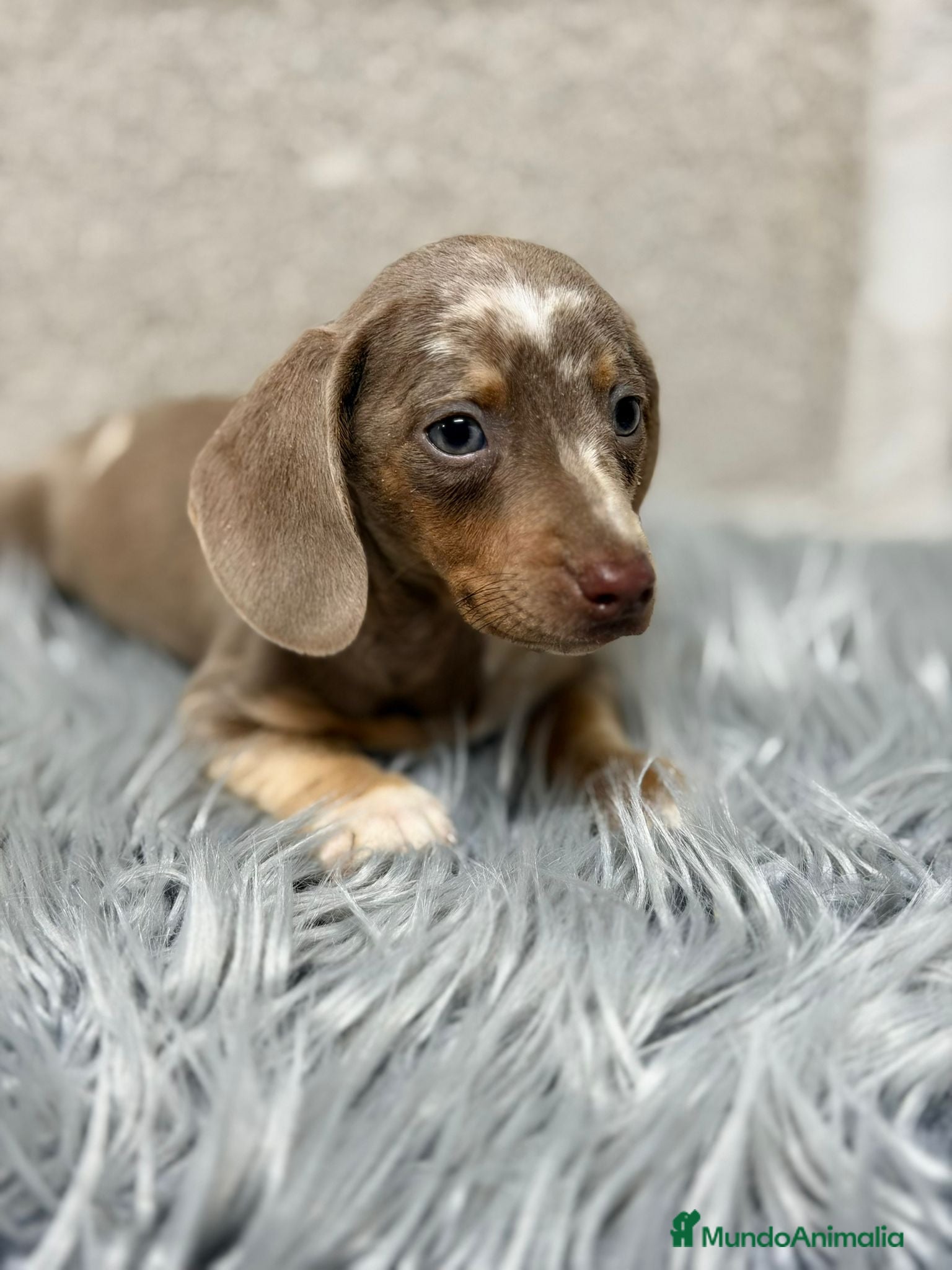 Teckel Miniatura perros TECKEL ARLEQUIN ISABELLA - Anuncio 1