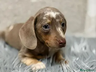 Teckel Miniatura perros TECKEL ARLEQUIN ISABELLA - Anuncio 3