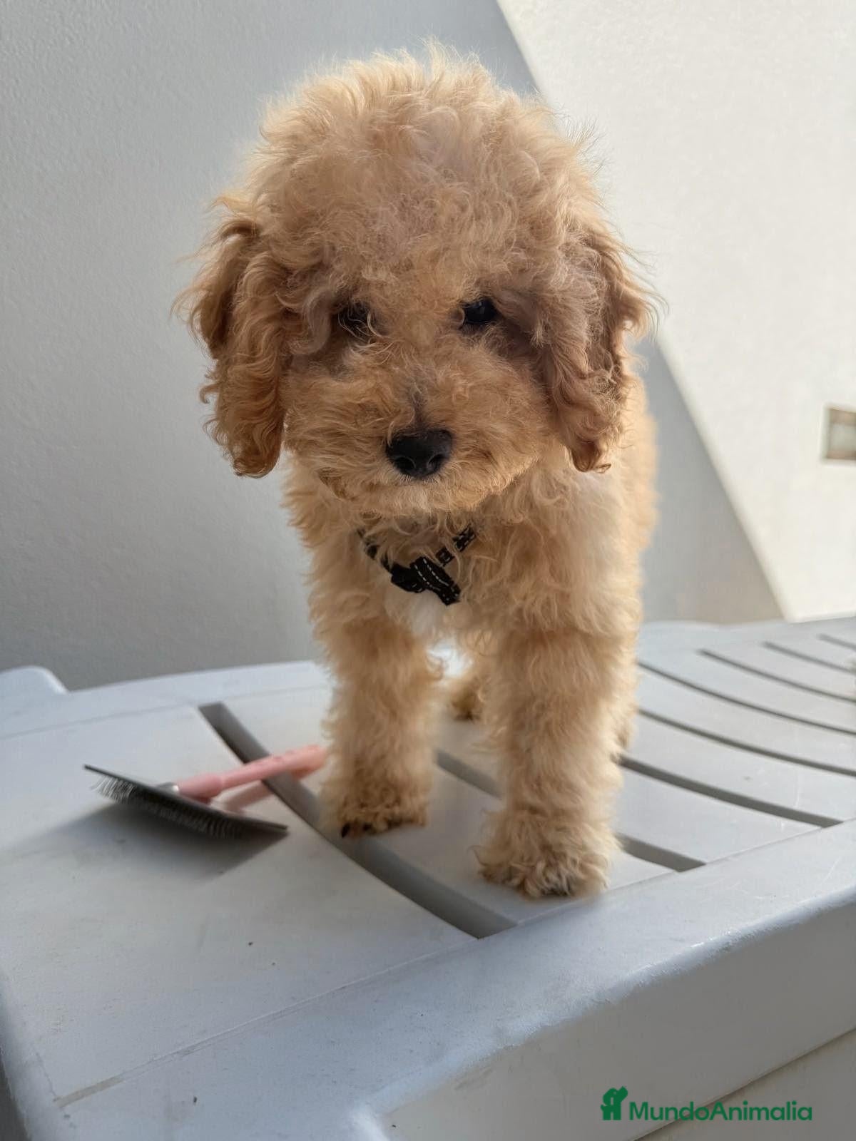 Raza Mixta perros Caniche enano - Anuncio 1