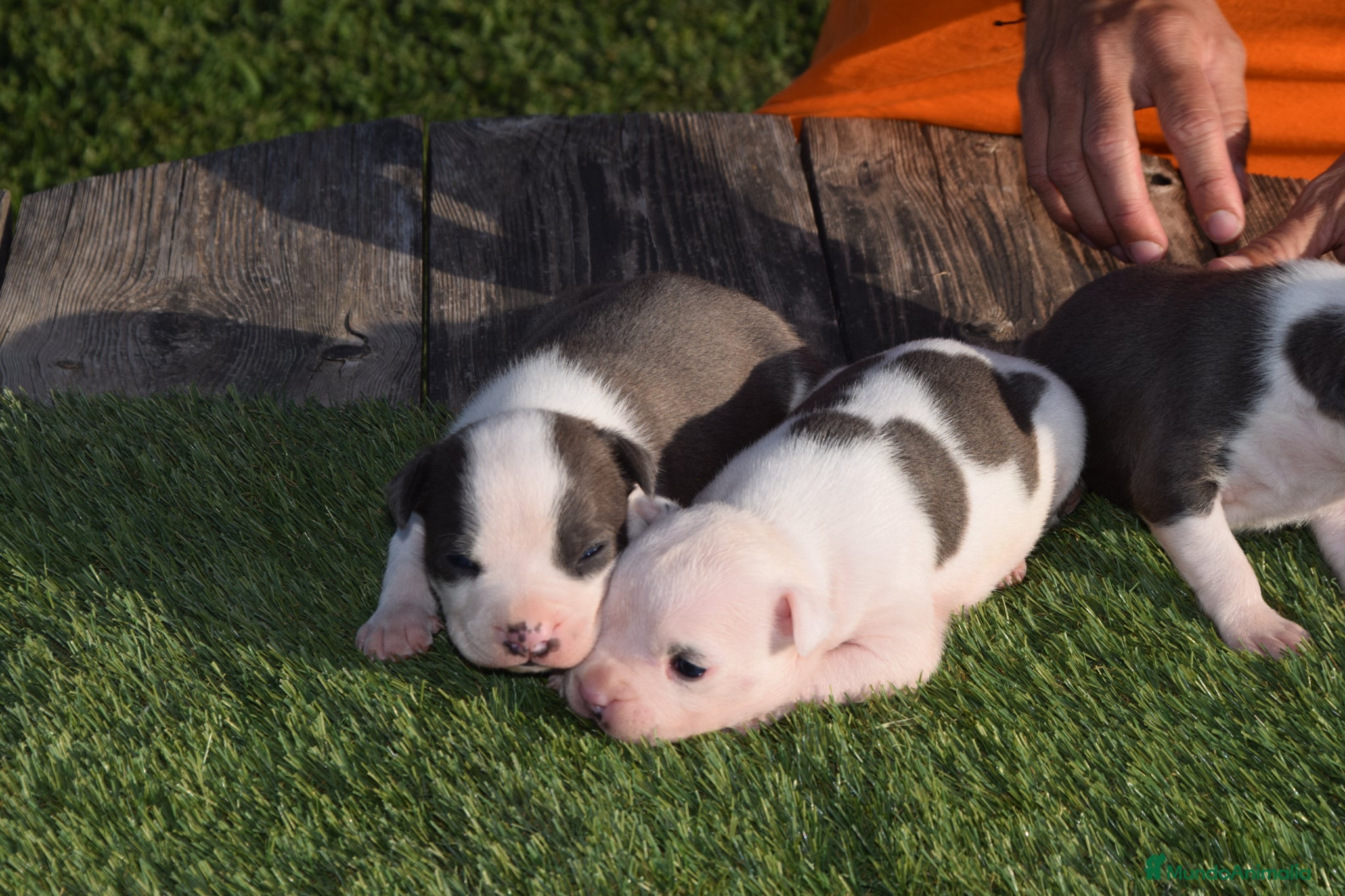 American Staffordshire-Terrier perros en venta: PEDIGREE AMERICAN STAFFORDSHIRE TERRIER BLUE  - Anuncio 21