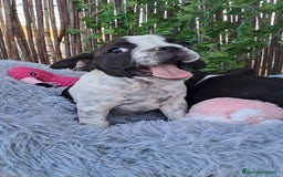 Bulldog Francés perros en venta: Bebés Bulldog Francés  - Imagen 2
