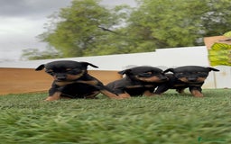 Pinscher Miniatura perros en venta: PINSCHER MINIATURA HEMBRAS - Imagen 2