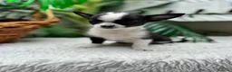 Chihuahua perros en venta: CHIHUAHUA HEMBRA 🎀 - Anuncio 10