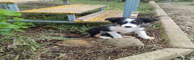 Border Collie Cachorro 1