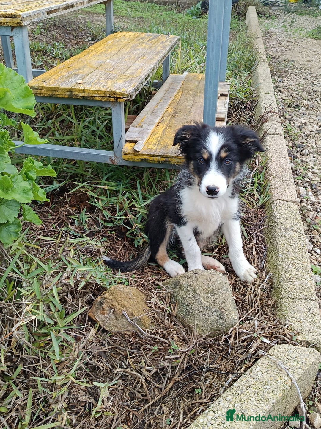 Border Collie perros en venta: Border collie  - Anuncio 5