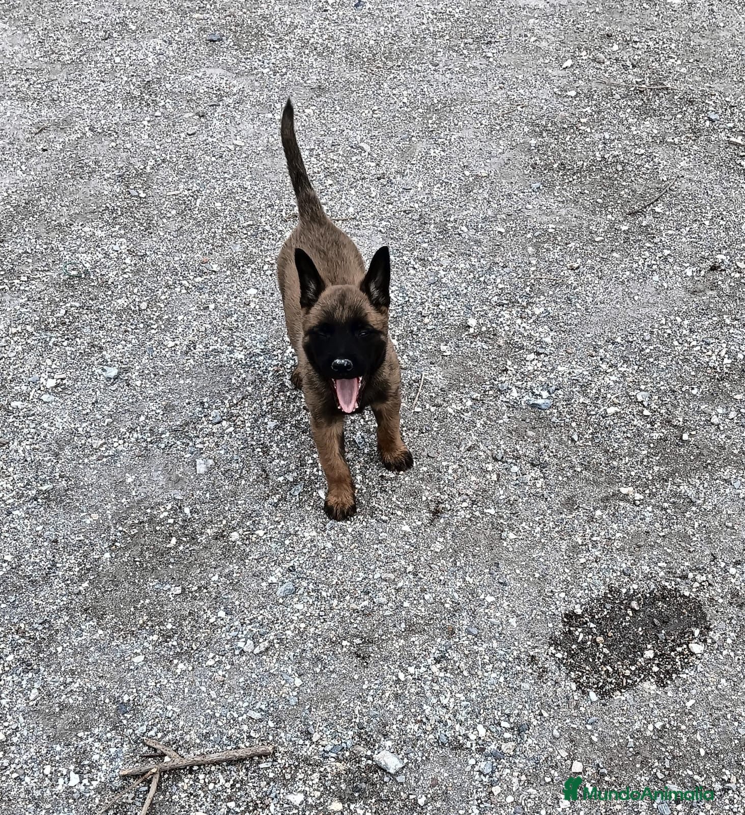 Pastor Belga Malinois perros PRECIOSA MALINOIS - Anuncio 36