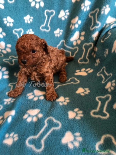 Imagen de galería {{count}}