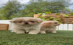 Pekinés perros en venta: PEKINES HEMBRAS - Imagen 2