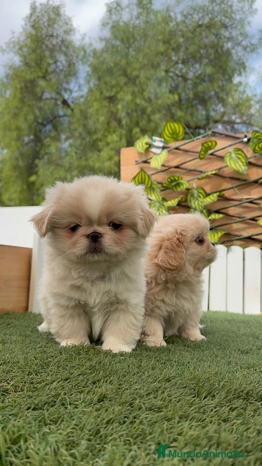 Pekinés perros en venta: PEKINES HEMBRAS - Imagen 2