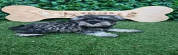 Schnauzer Miniatura perros en venta: Schnauzer sal y pimienta  - Anuncio 6