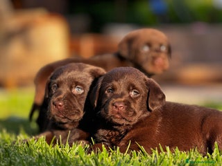Labrador Retriever perros en Toledo - Anuncio 24