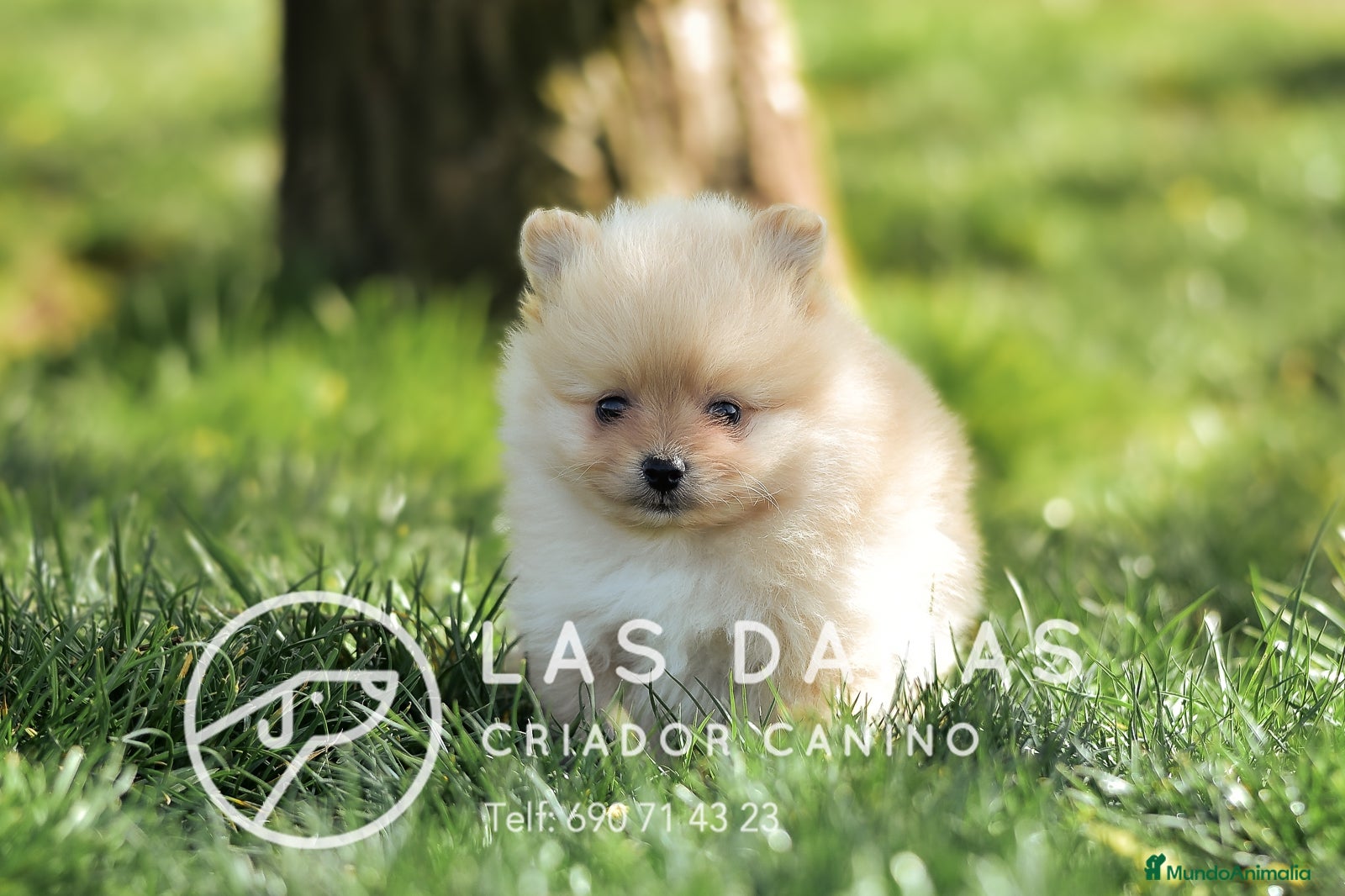 Pomerania perros Pomeranias disponibles - Anuncio 15
