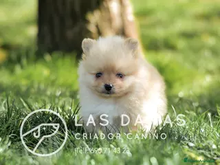 Pomerania perros Pomeranias disponibles - Anuncio 15