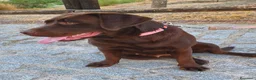 Labrador Retriever perros en venta: Labradora chocolate  - Anuncio 4