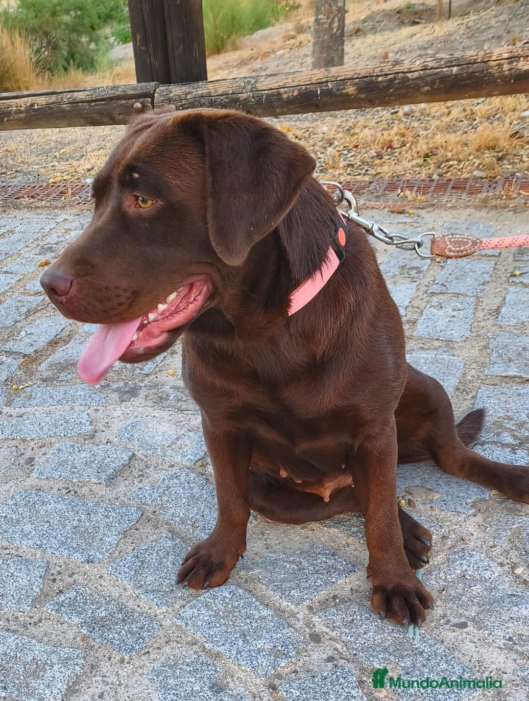 Labrador Retriever perros en venta: Labradora chocolate  - Anuncio 4