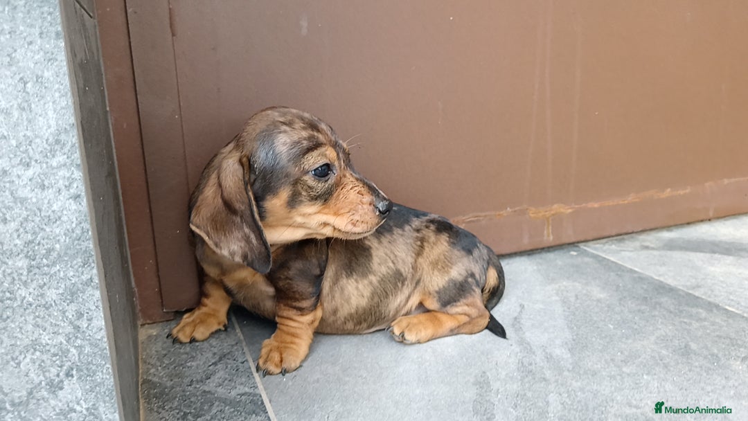 Teckel Miniatura perros en venta: Teckel mini  - Imagen 4