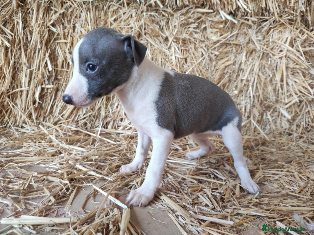Whippet perros en venta: Whippet  - Imagen 2