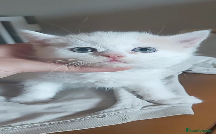 Británico de Pelo Corto gatos - Propaganda 1