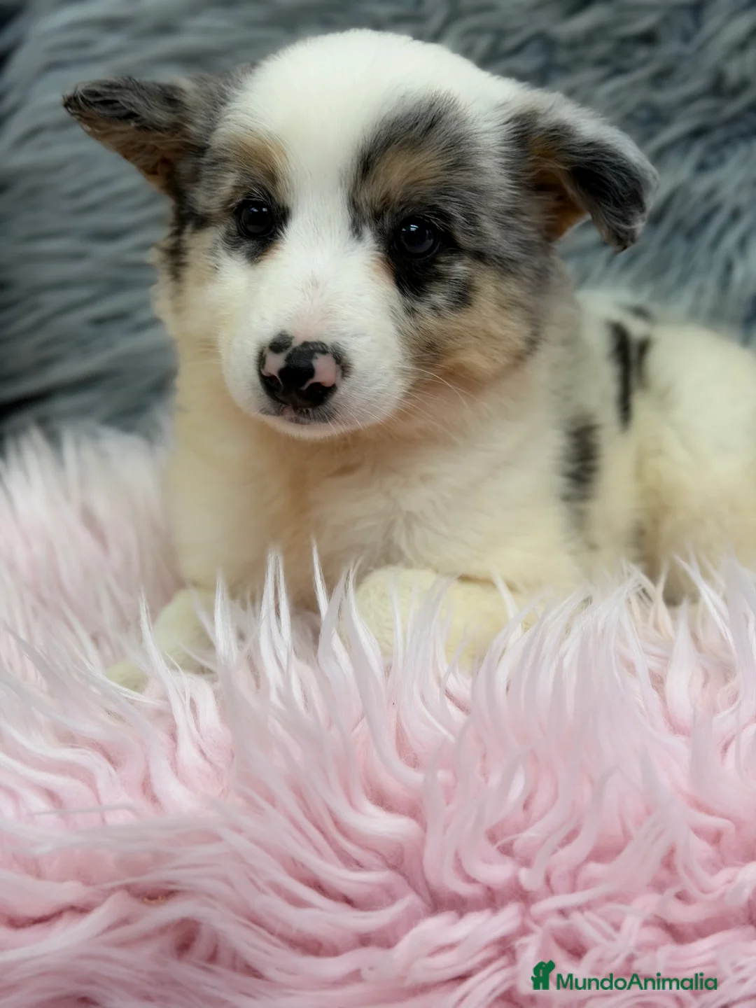 Border Collie perros en venta: Border collie Merle  - Anuncio 2
