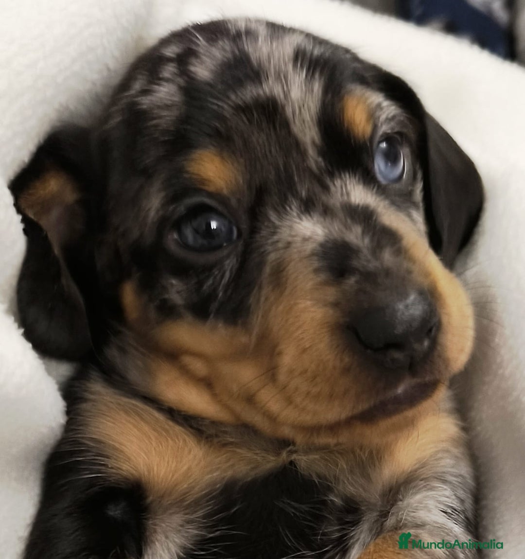 Teckel Miniatura perros en venta: Teckel miniatura Blue Merle blue y arlequín blue - Anuncio 5