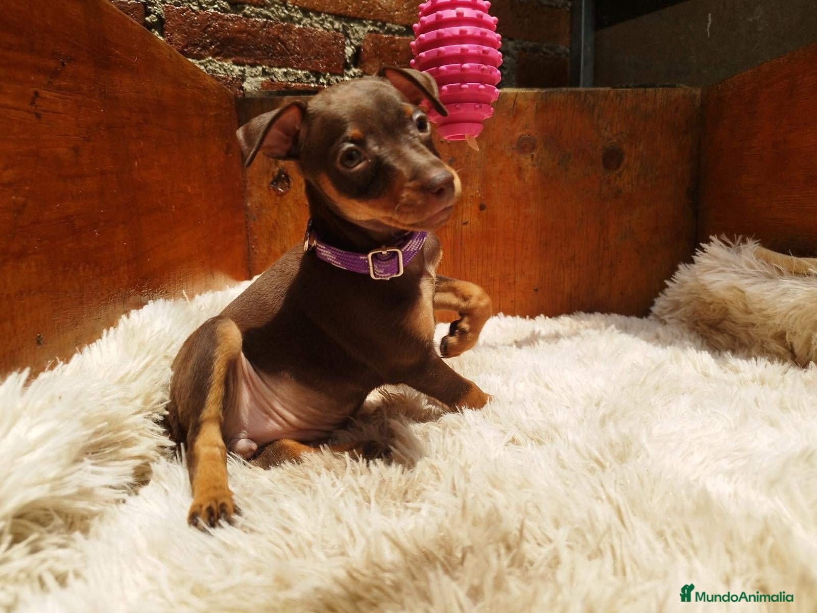 Pinscher Miniatura perros PINSCHER MINIATURA // CRIA SELECTA Y ÚNICA  - Anuncio 17