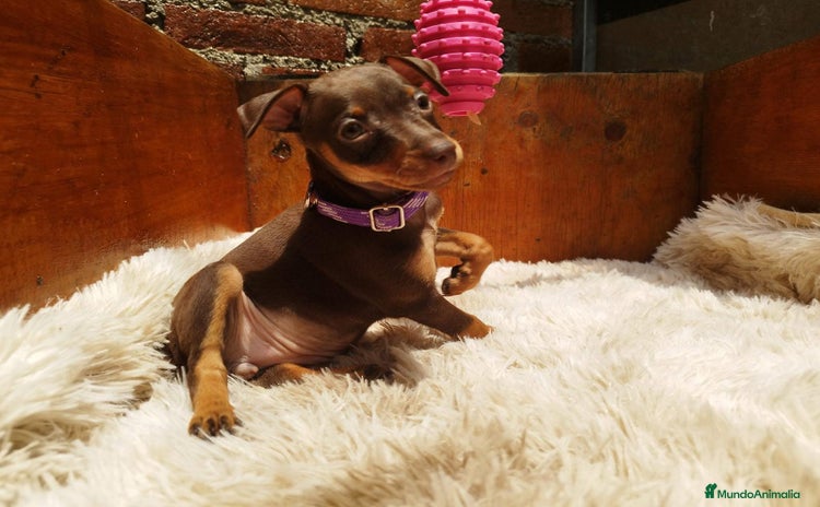 Pinscher Miniatura perros PINSCHER MINIATURA // CRIA SELECTA Y ÚNICA  - Anuncio 1