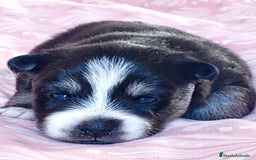Pomsky perros en venta: Cachorros pomsky o mini husky - Imagen 5