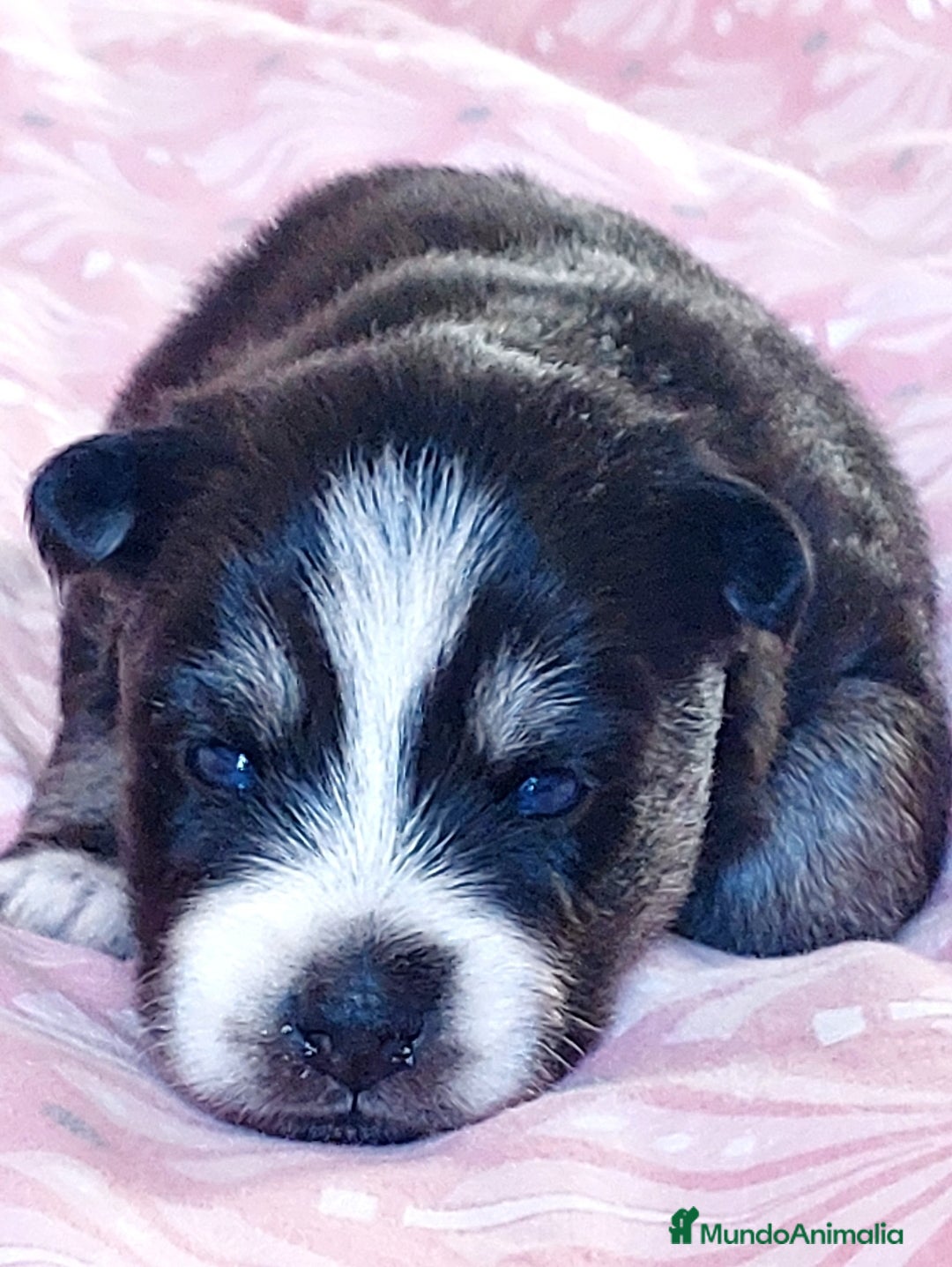 Pomsky perros en venta: Cachorros pomsky o mini husky - Imagen 5