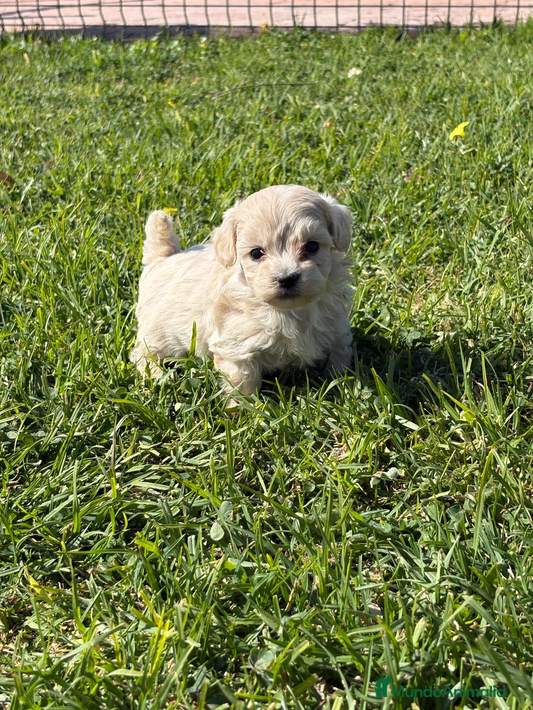 Maltipoo perros en venta: MALTIPOO - Anuncio 2
