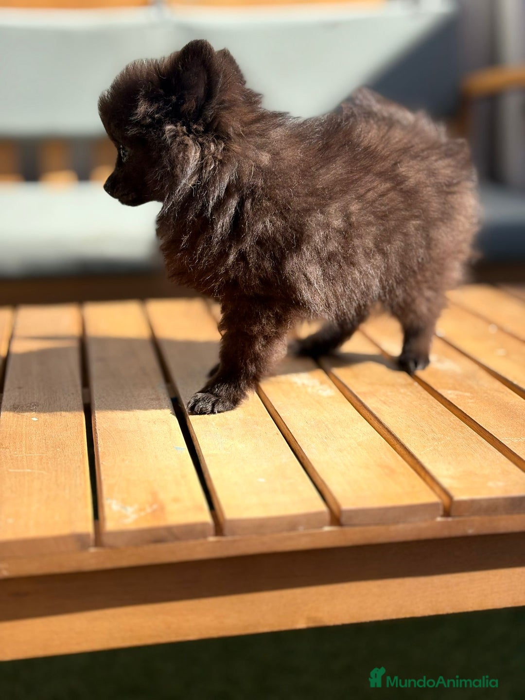 Pomerania perros en venta: Lulu pomerania MICRO  - Imagen 14