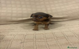 Pinscher Miniatura perros en venta: Pinscher miniatura chocolate  - Imagen 18
