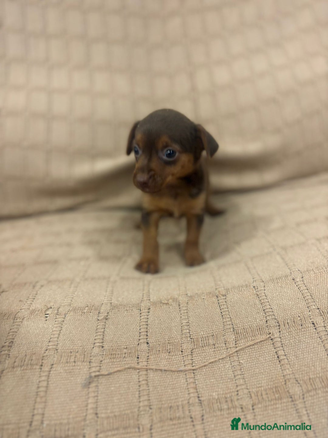 Pinscher Miniatura perros en venta: Pinscher miniatura chocolate  - Imagen 18