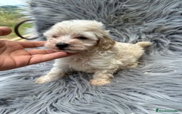 Maltipoo perros en venta: Maltipoo toy  - Imagen 2