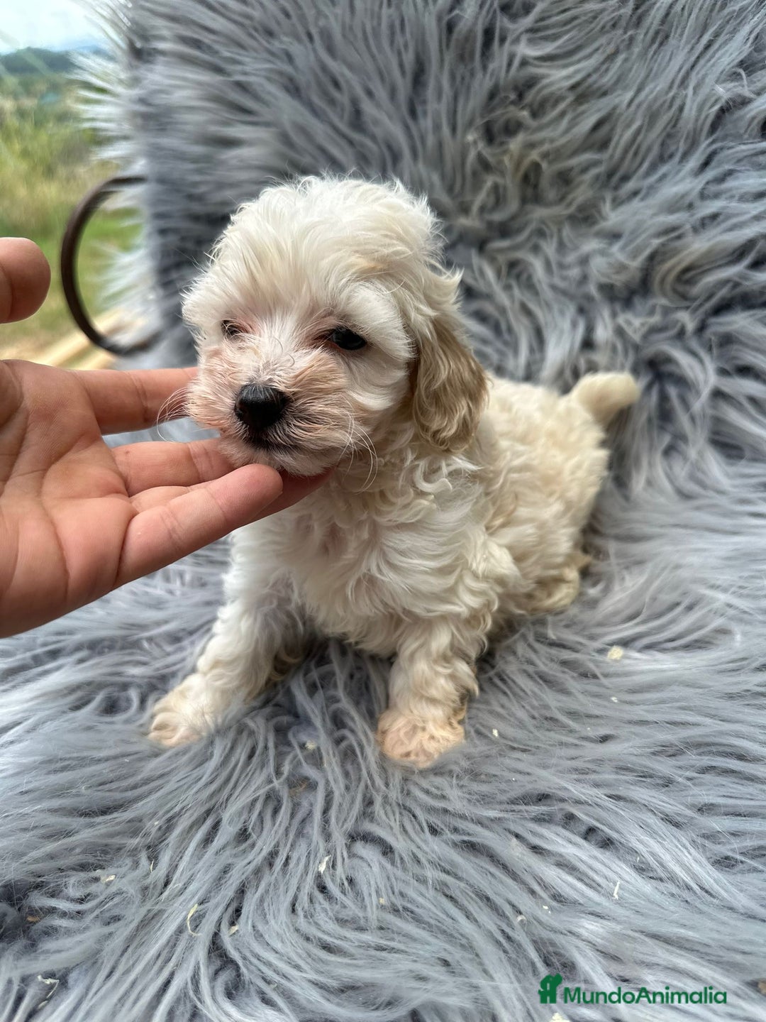 Maltipoo perros en venta: Maltipoo toy  - Imagen 2