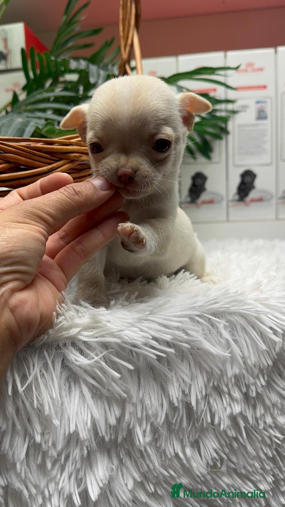 Chihuahua perros en venta: CHIHUAHUA HEMBRA - Anuncio 6