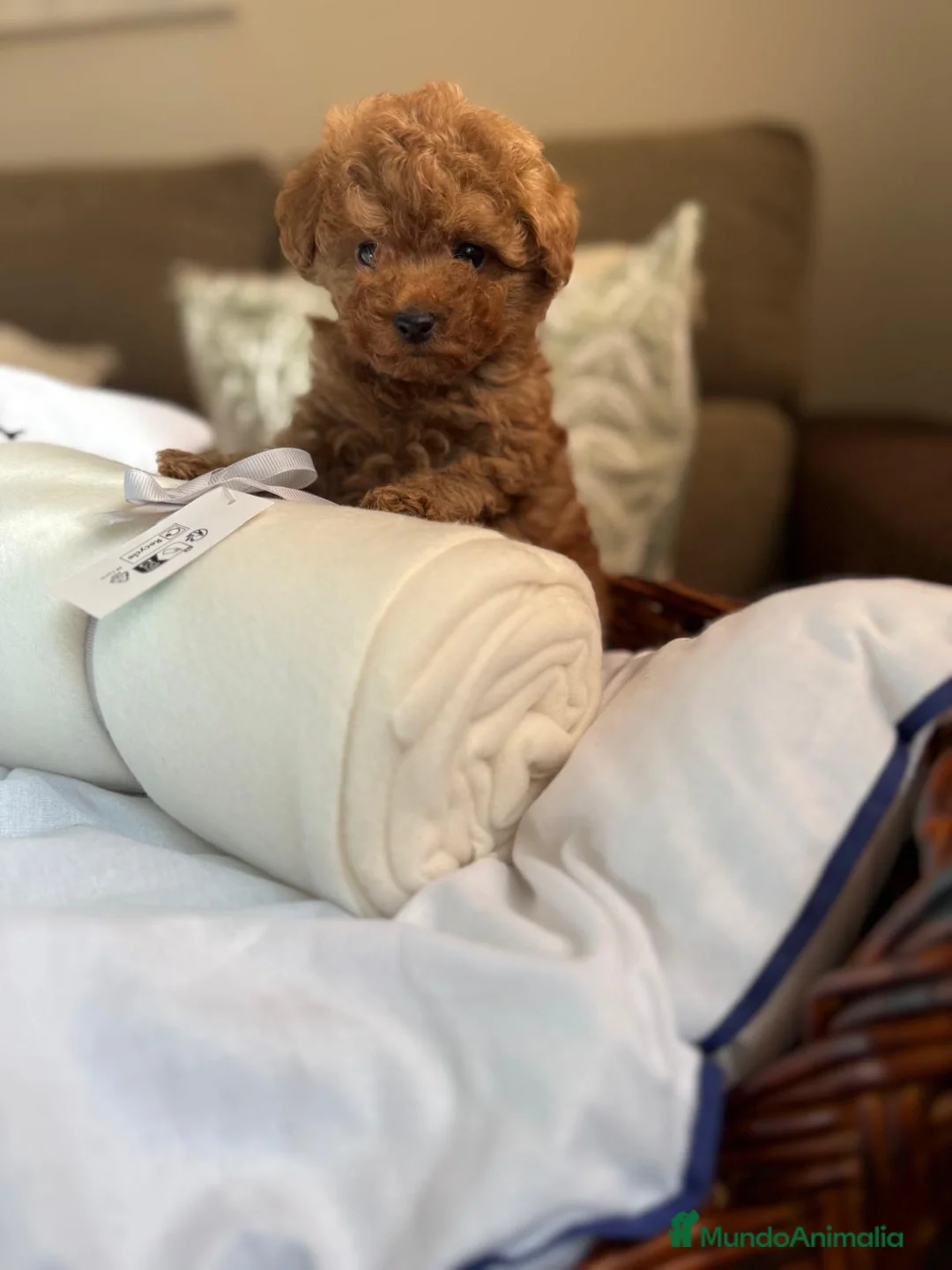 Caniche Toy perros en venta: Caniche TOY Macho líneas asiáticas  - Anuncio 9