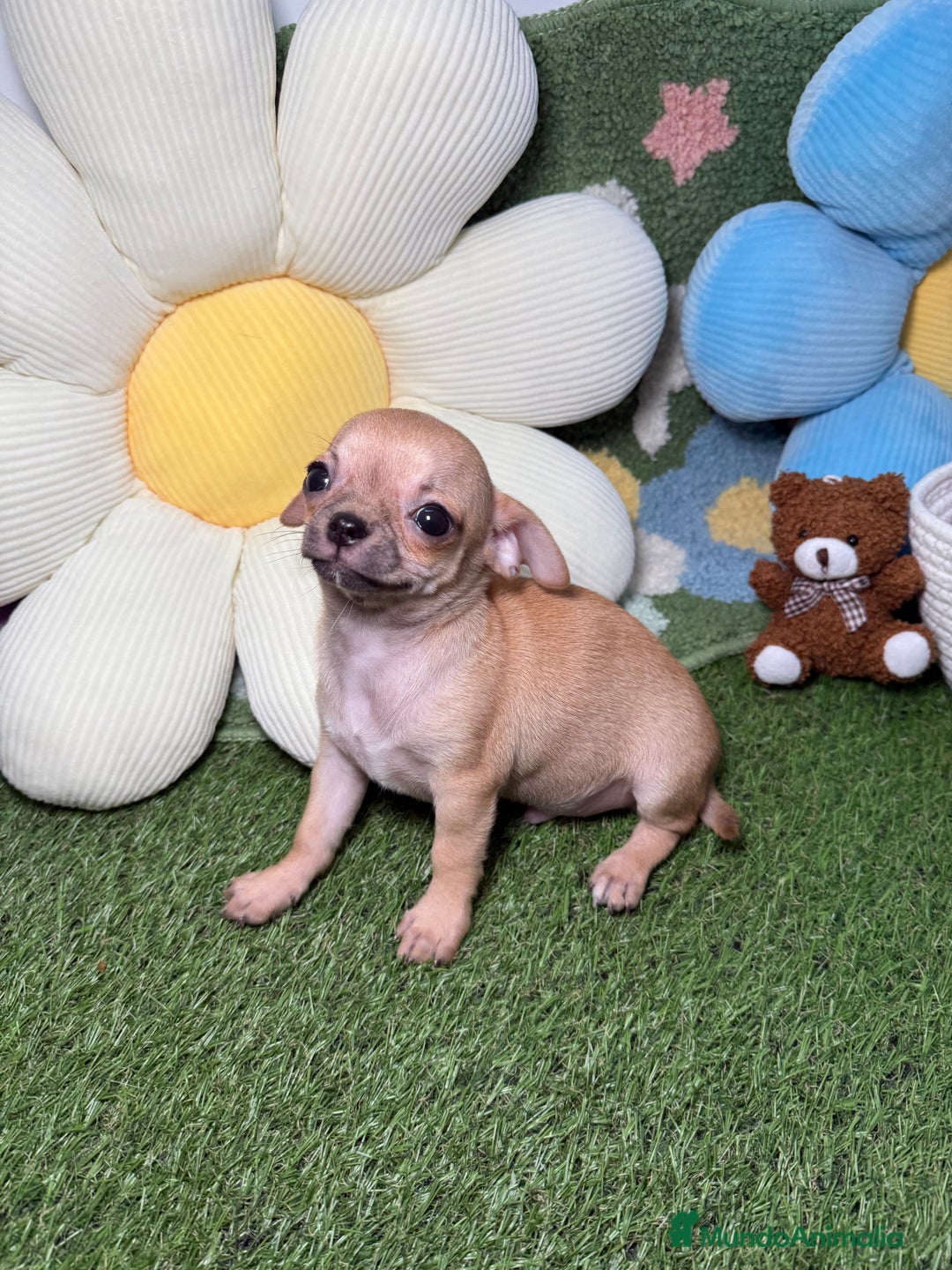 Chihuahua perros en venta: Chihuahuas Macho y Hembra Toy Canela - Imagen 3